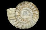 Jurassic Fossil Ammonite (Pavlovia) - Russia #174922-1